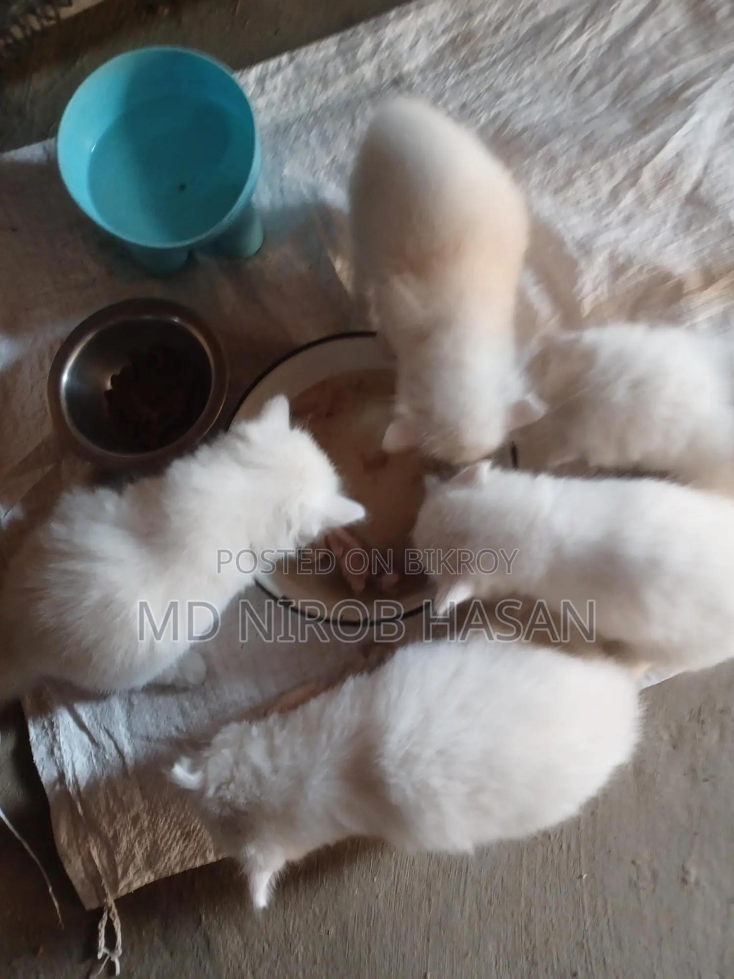 Persian Kittens