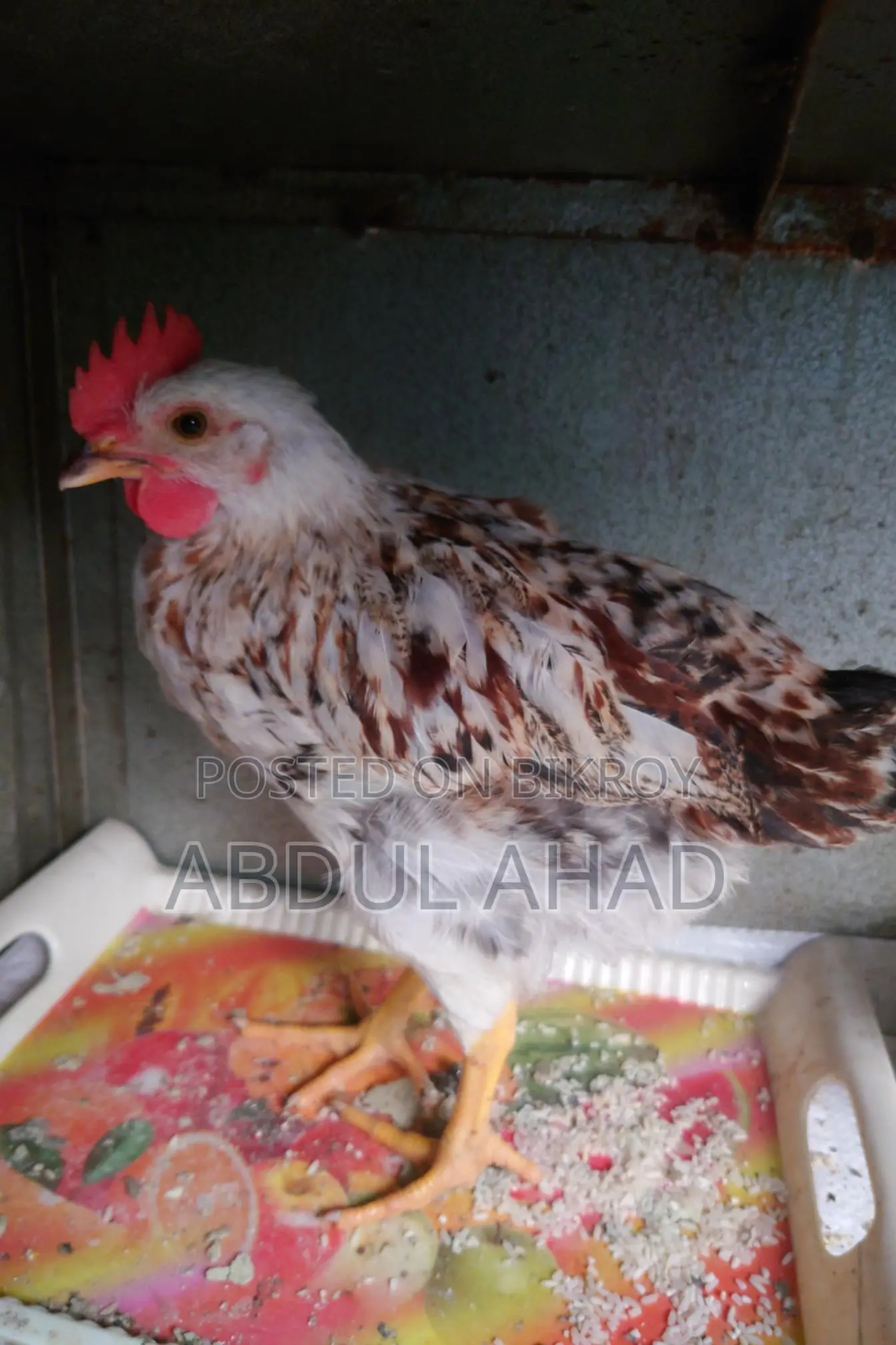 টাইগার মুরগি