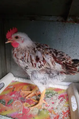 টাইগার মুরগি