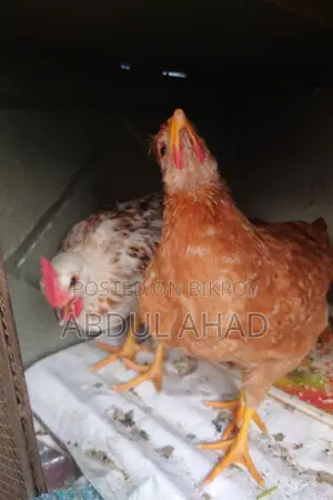 টাইগার মুরগি