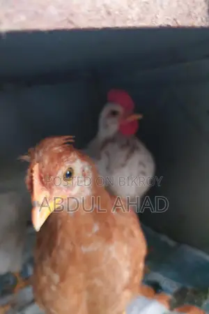 টাইগার মুরগি