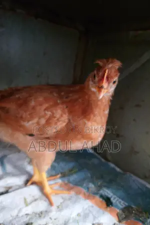 টাইগার মুরগি