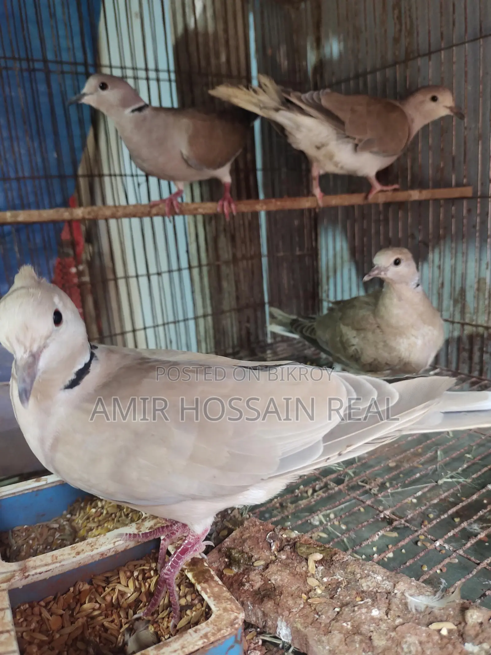 Dove Birds