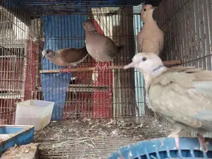 Dove Birds