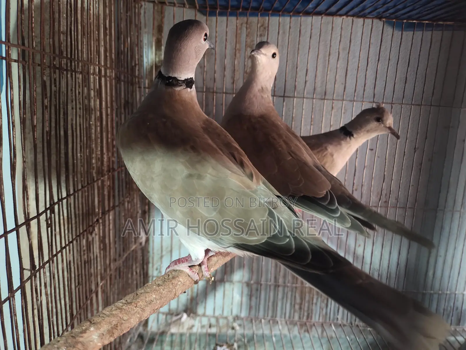 Dove Birds