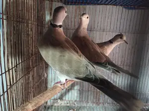 Dove Birds