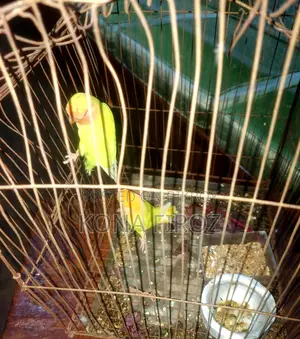 দুটি হলুদ লার্ভবাড