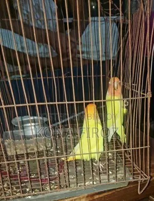 দুটি হলুদ লার্ভবাড