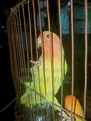 দুটি হলুদ লার্ভবাড