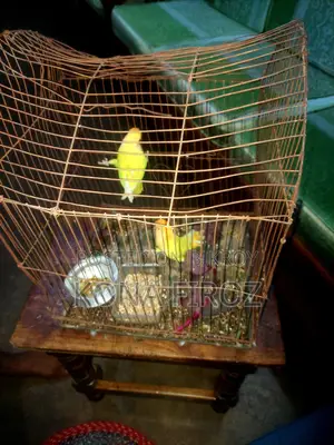 দুটি হলুদ লার্ভবাড