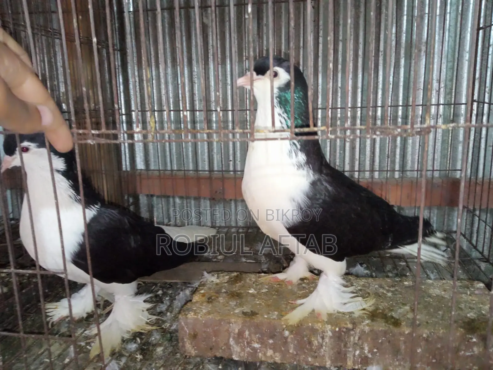 Shiragi Running Pair