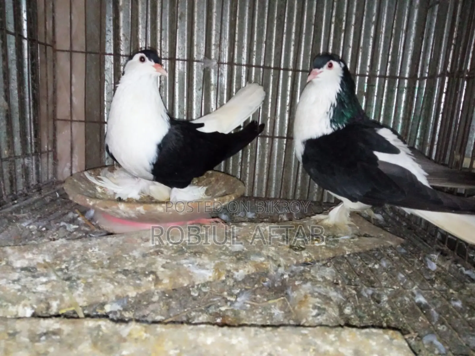 Shiragi Running Pair