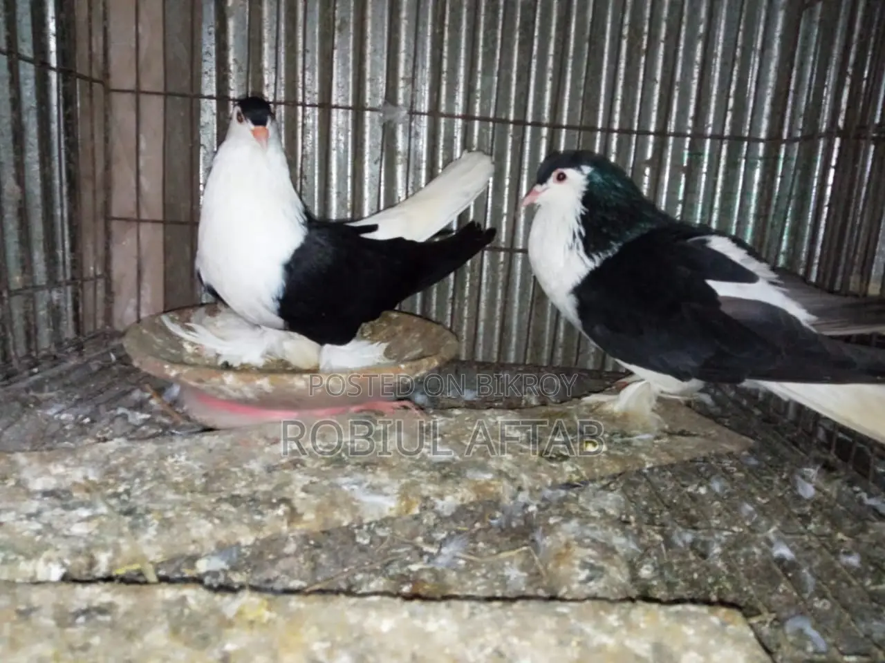 Shiragi Running Pair