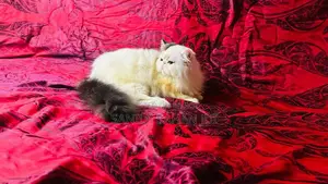 Exotic Active Male Sell Hbe