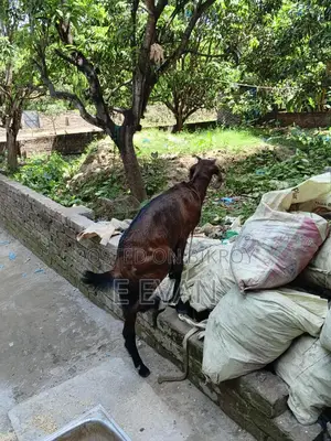 Local Goat