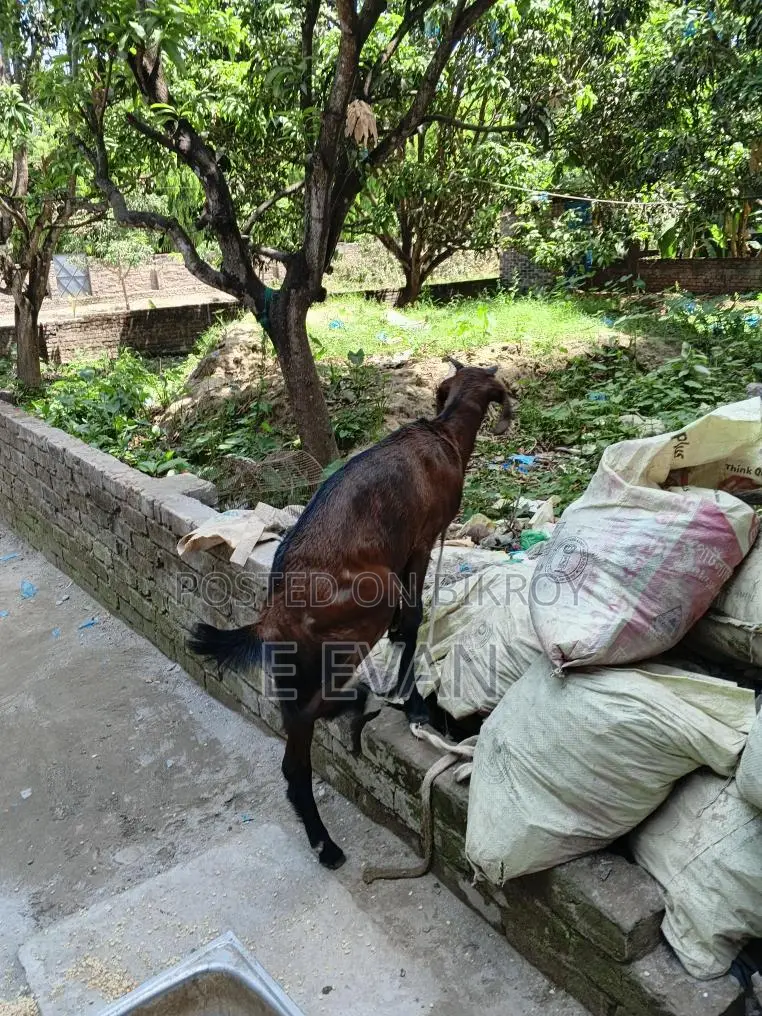 Local Goat