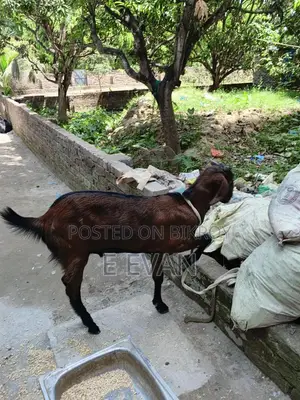 Local Goat