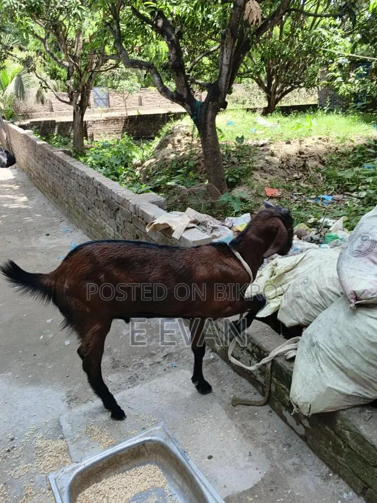 Local Goat