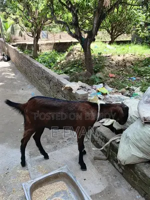 Local Goat