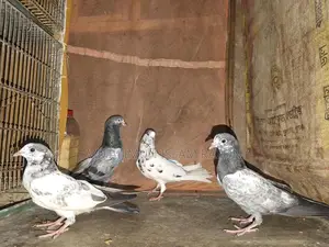 High-Quality Pigeon Chicks