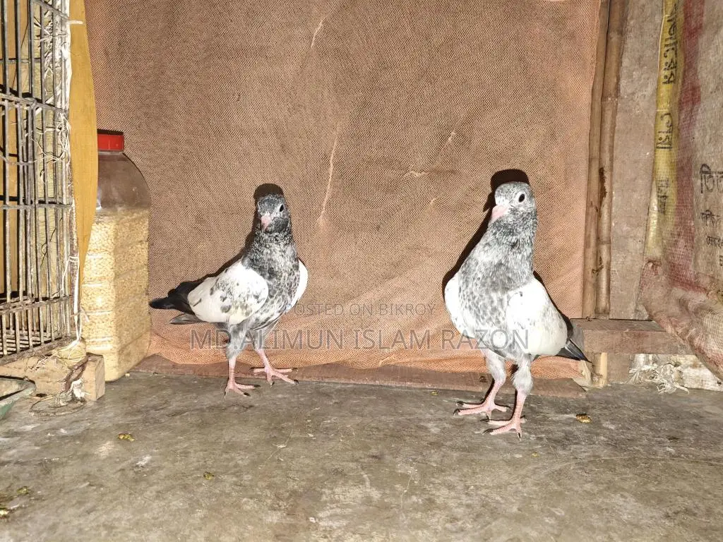 High-Quality Pigeon Chicks