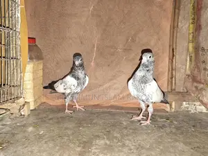 High-Quality Pigeon Chicks