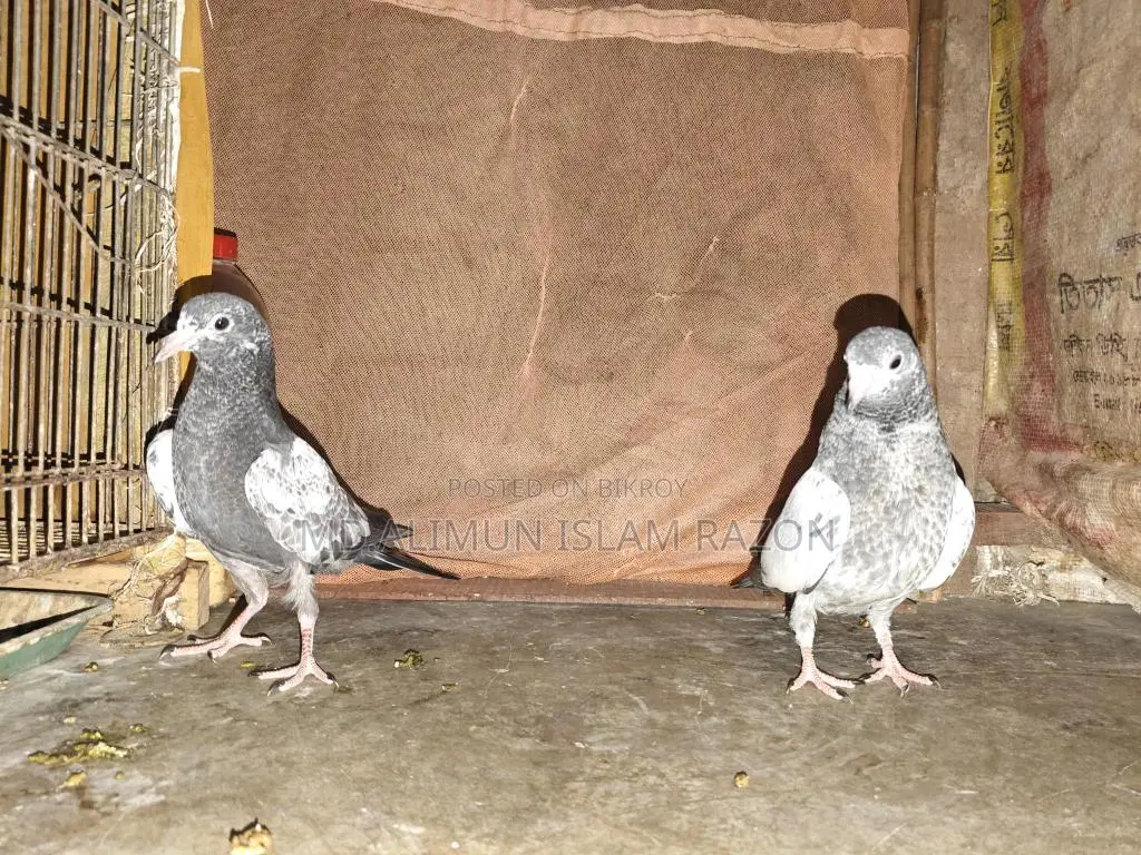 High-Quality Pigeon Chicks