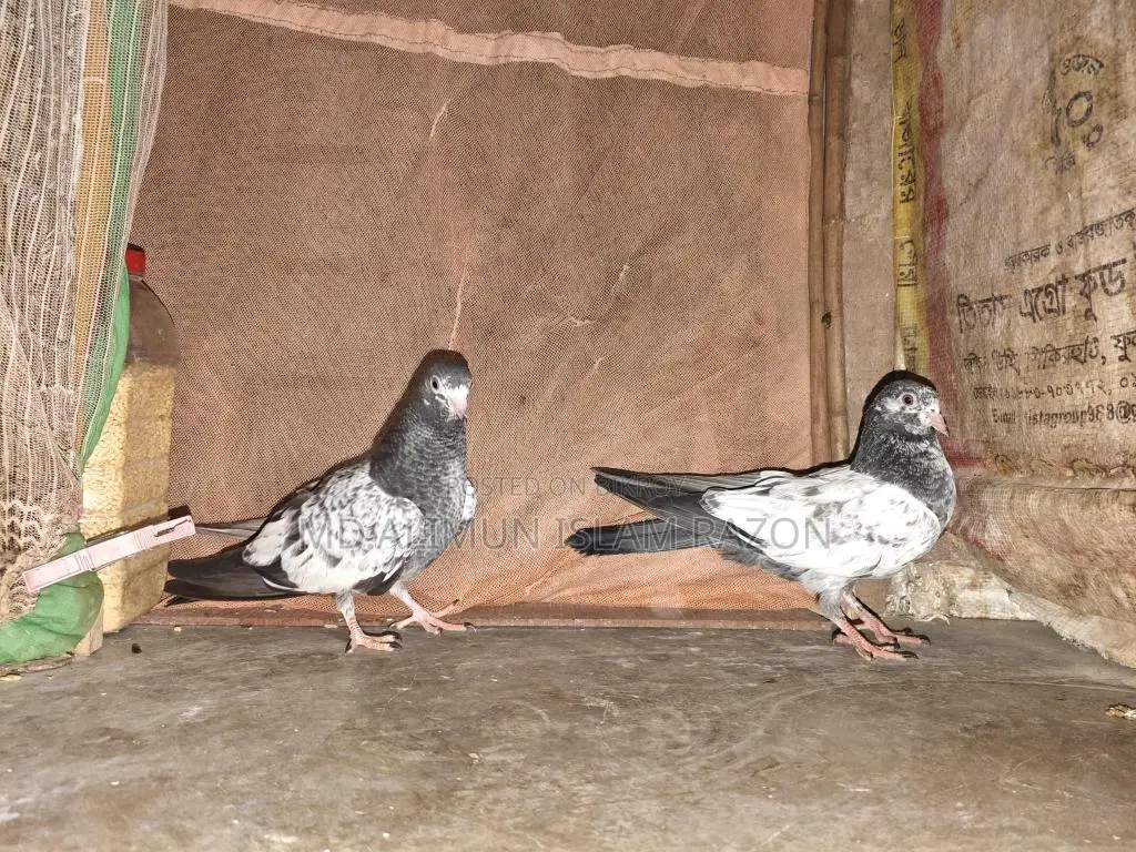 High-Quality Pigeon Chicks