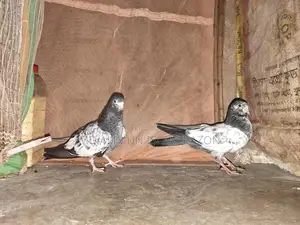 High-Quality Pigeon Chicks
