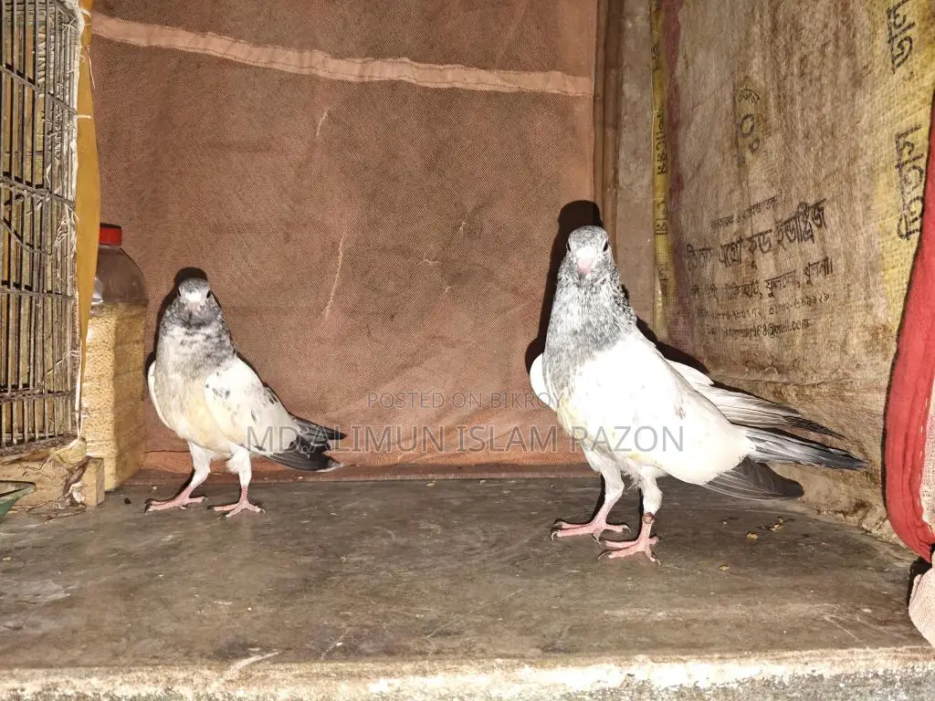 High-Quality Pigeon Chicks