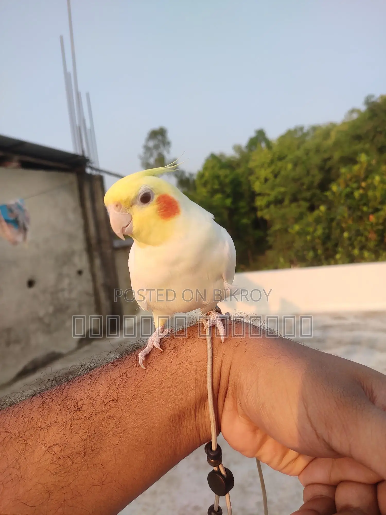 Cockatiel
