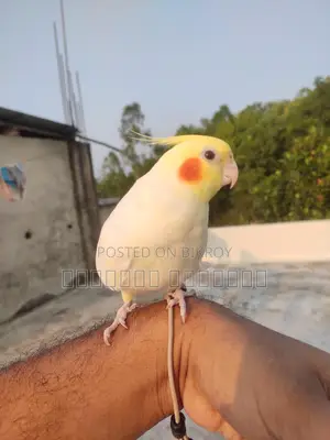 Cockatiel