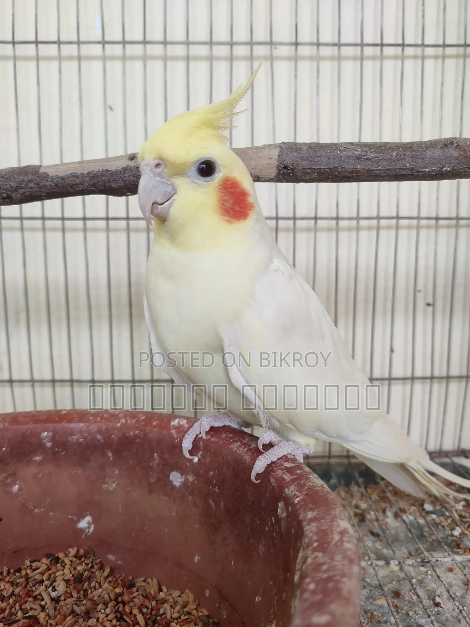 Cockatiel