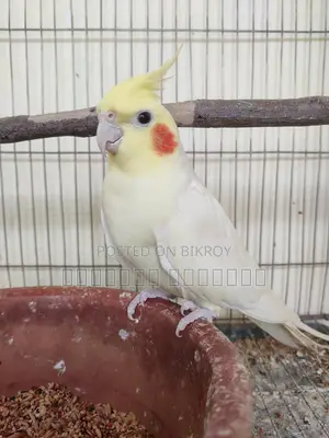 Cockatiel