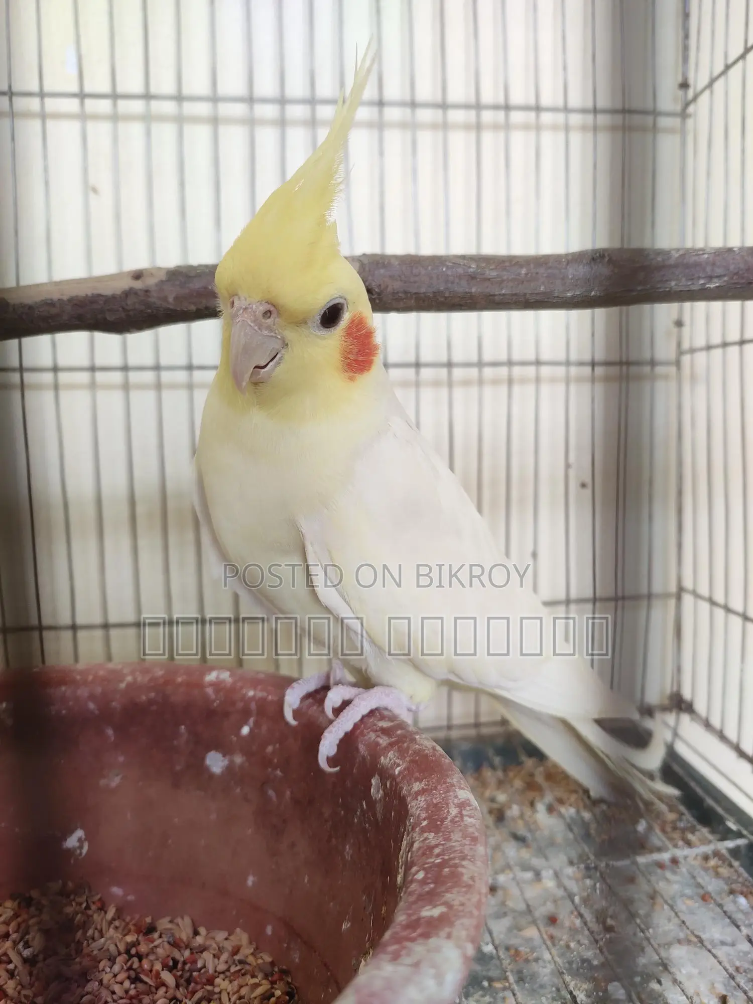 Cockatiel