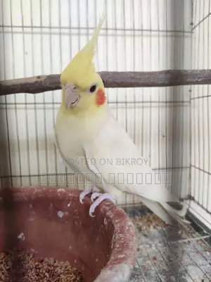 Cockatiel