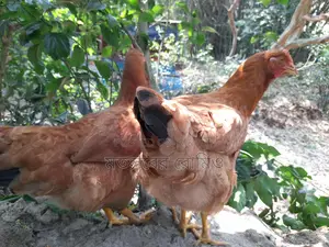 টাইগার মুরগি