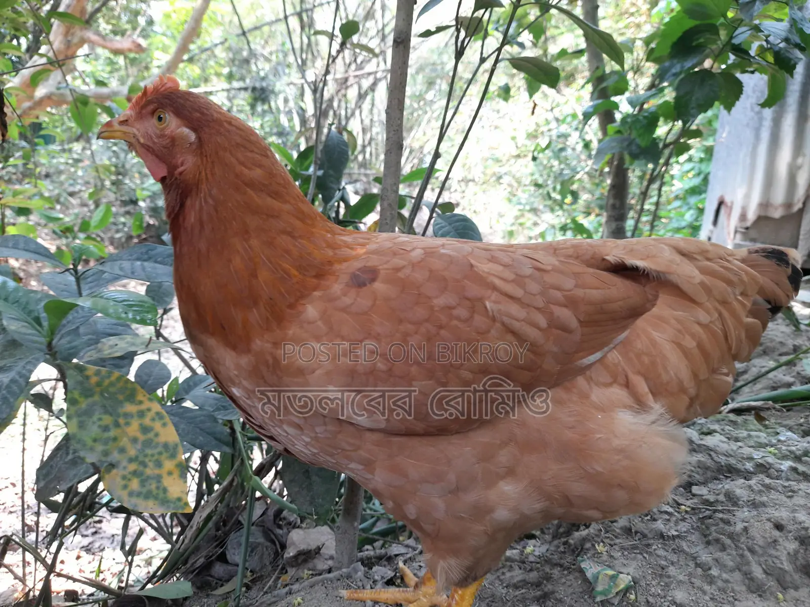 Tiger Chicken