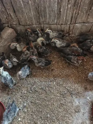 মিশরী ফামি মুরগির বাচ্চা