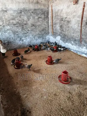 মিশরী ফামি মুরগির বাচ্চা
