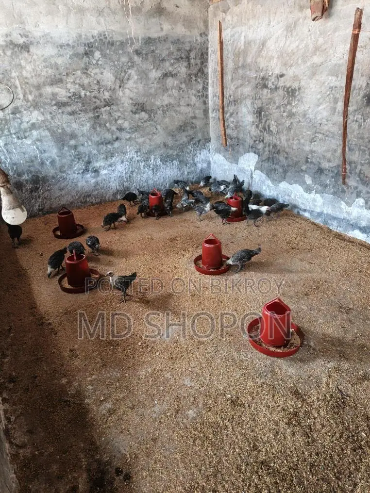 মিশরী ফামি মুরগির বাচ্চা