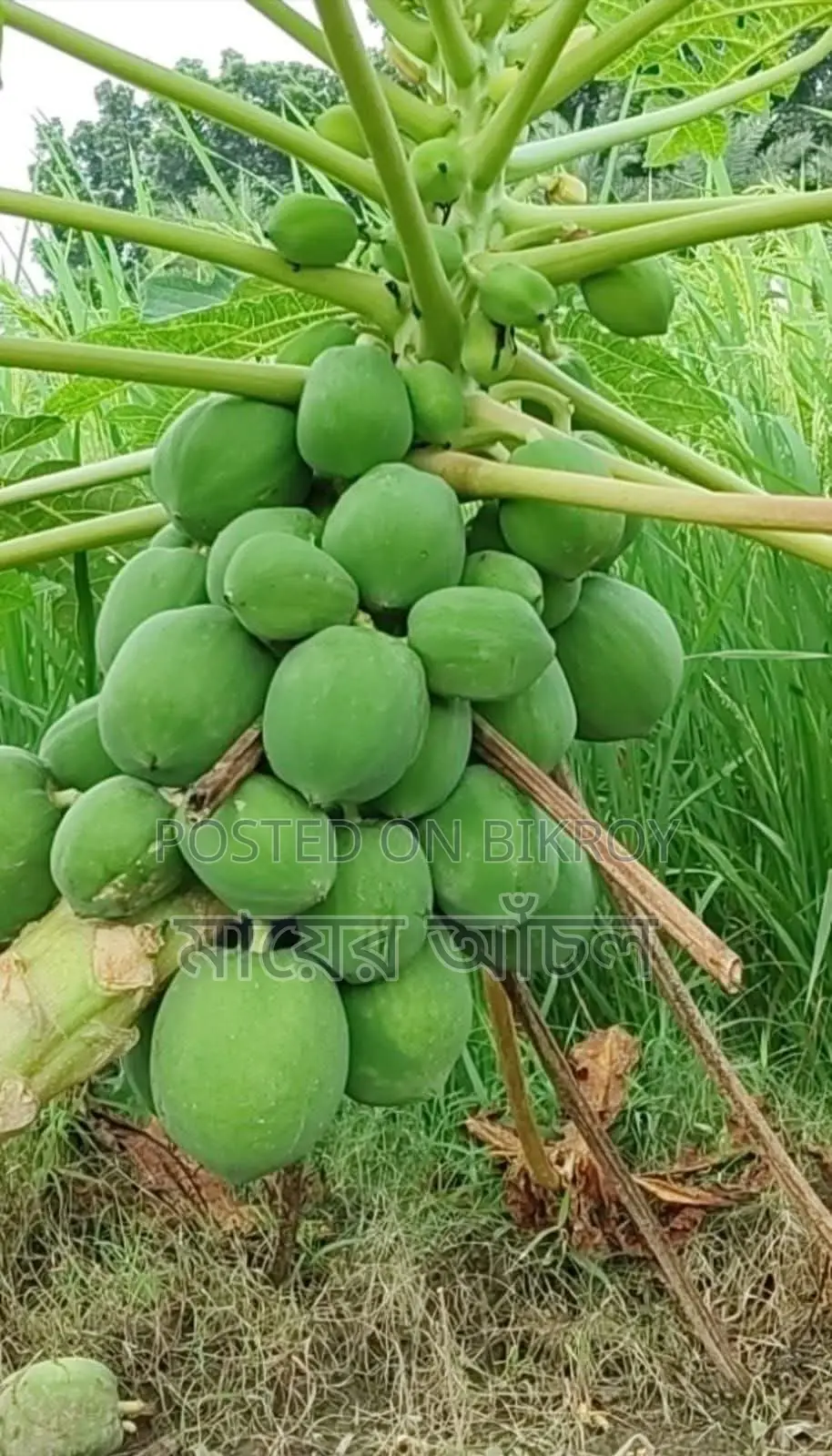 বিভিন্ন সবজি চারা