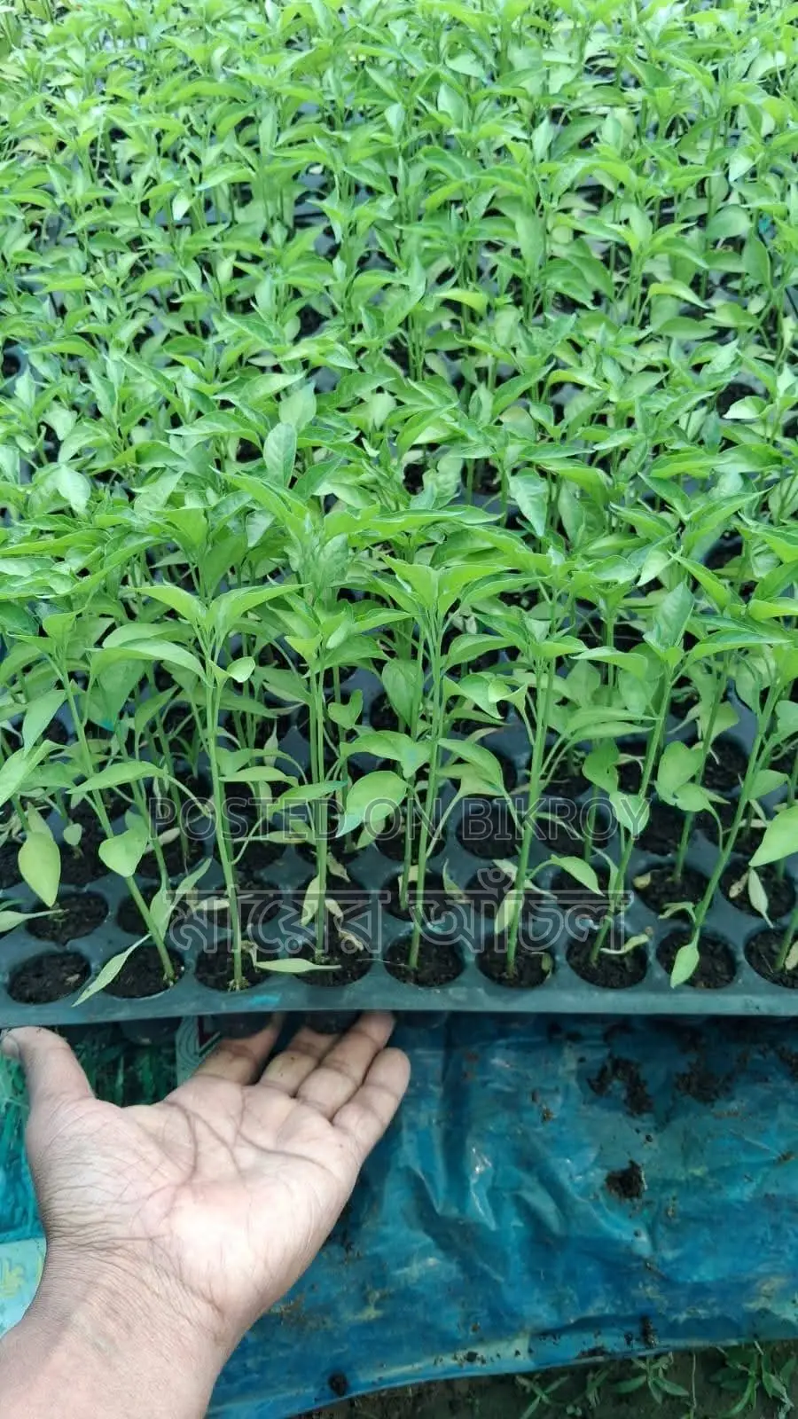 বিভিন্ন সবজি চারা