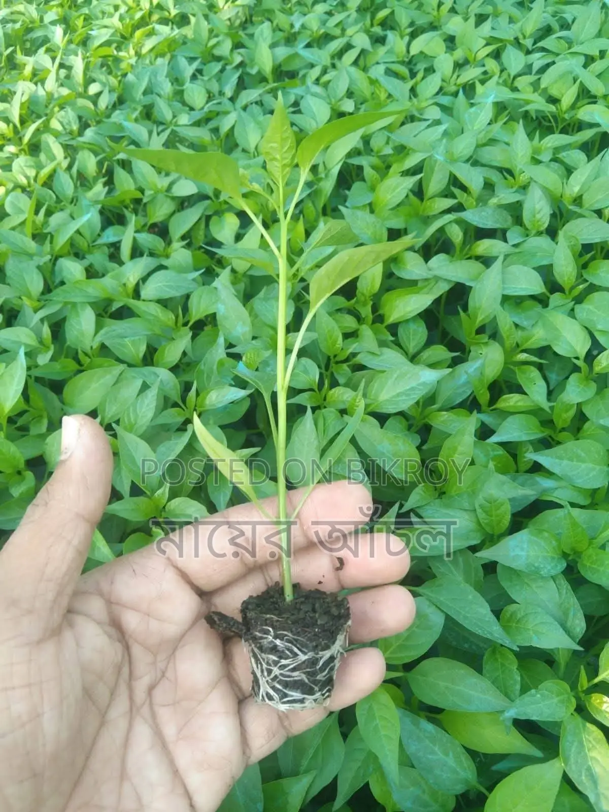বিভিন্ন সবজি চারা