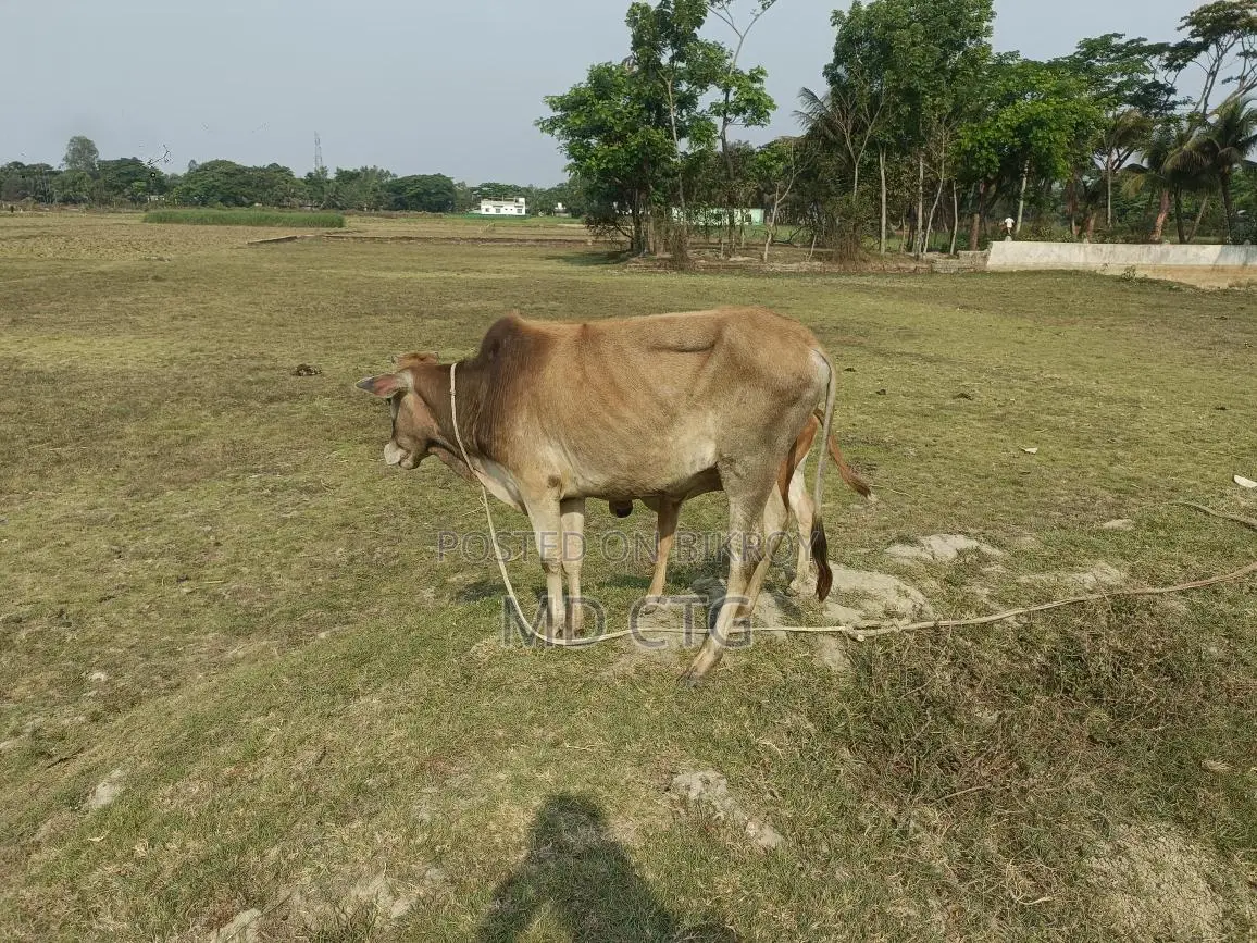 দেশি ব্রিস গরু