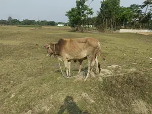 Local Breed Cow