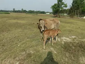 দেশি ব্রিস গরু