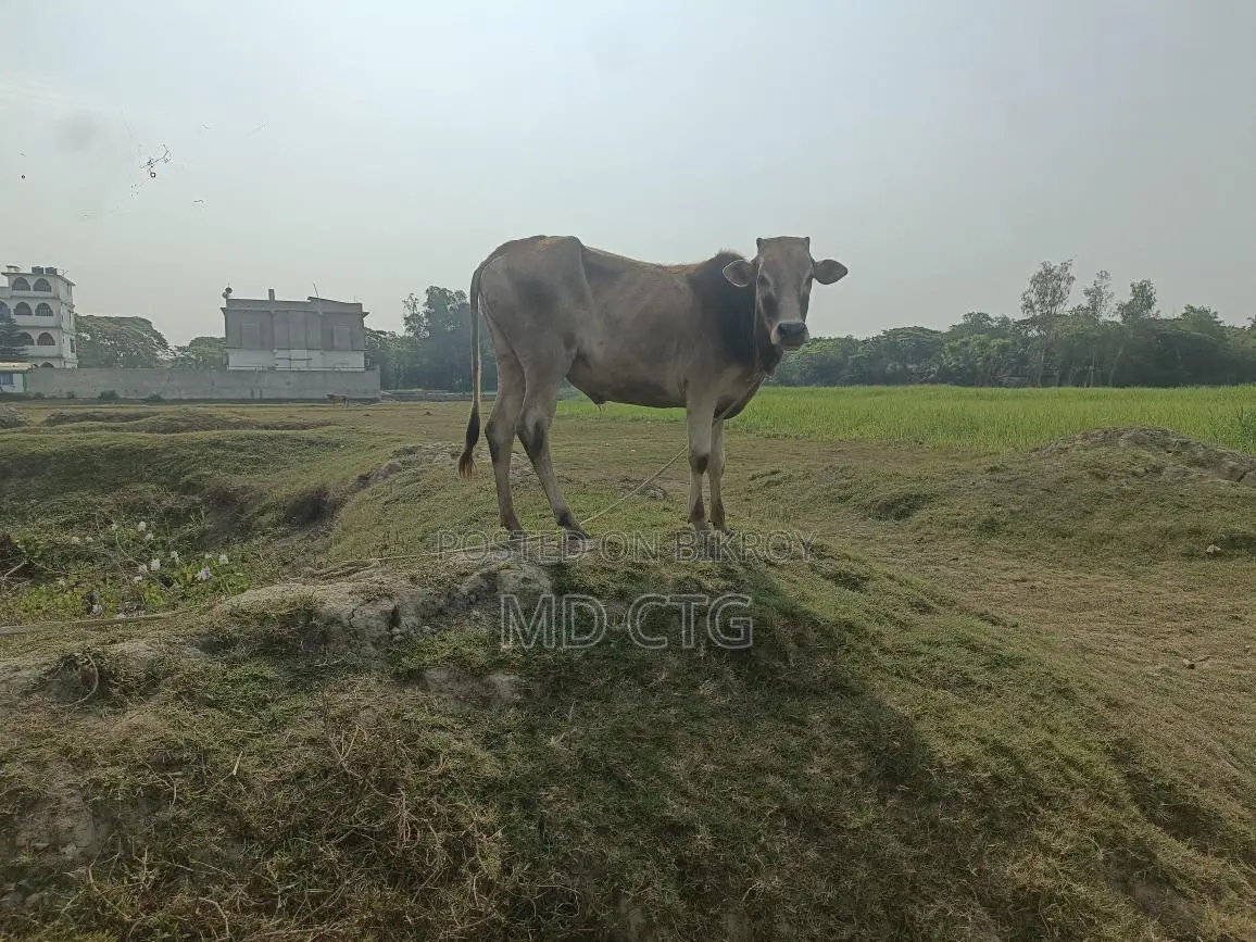দেশি ব্রিস গরু