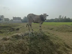 দেশি ব্রিস গরু