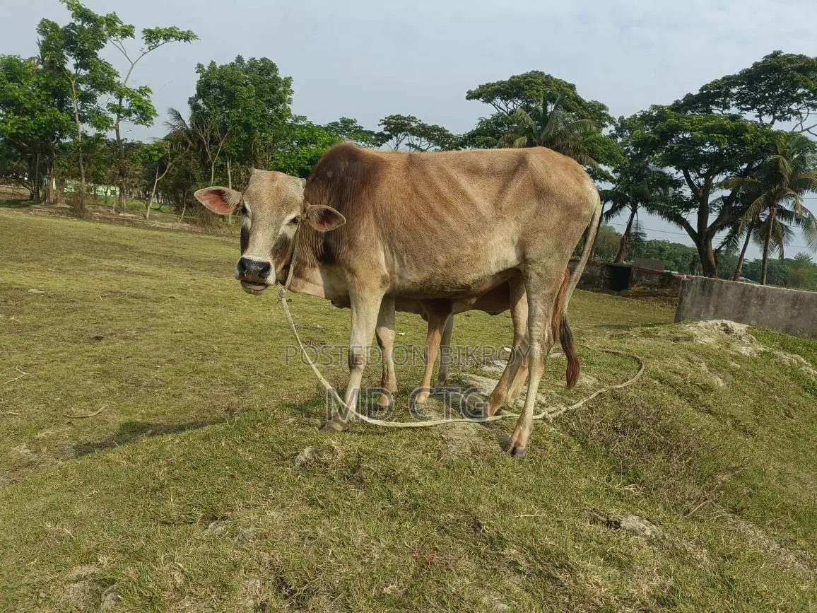 দেশি ব্রিস গরু